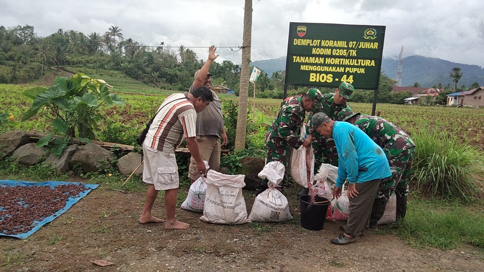 Koramil Juhar Lakukan Pemupukan Di Lahan Demplot Koramil Juhar