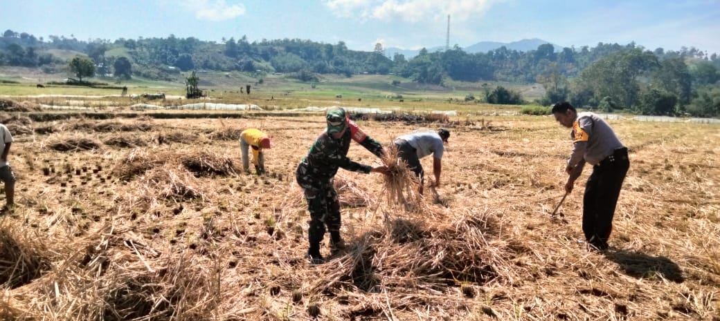 Babinsa Koramil Juhar Bantu Petani Pengolahan Lahan Pertanian Yang