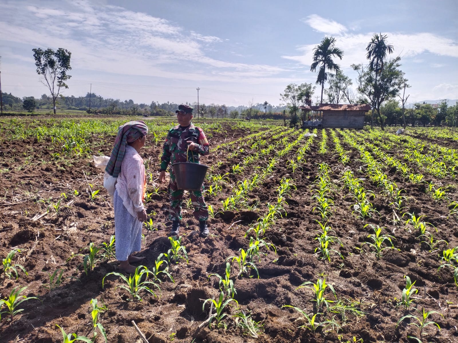 Koramil Juhar Bantu Petani Pemberian Pupuk Lahan Pertanian Jagung