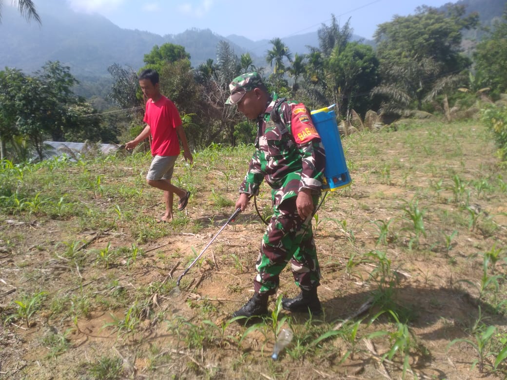 Koramil 07 Juhar Komsos Bersama Petani Peyemprotan Hama Tanaman Jagung