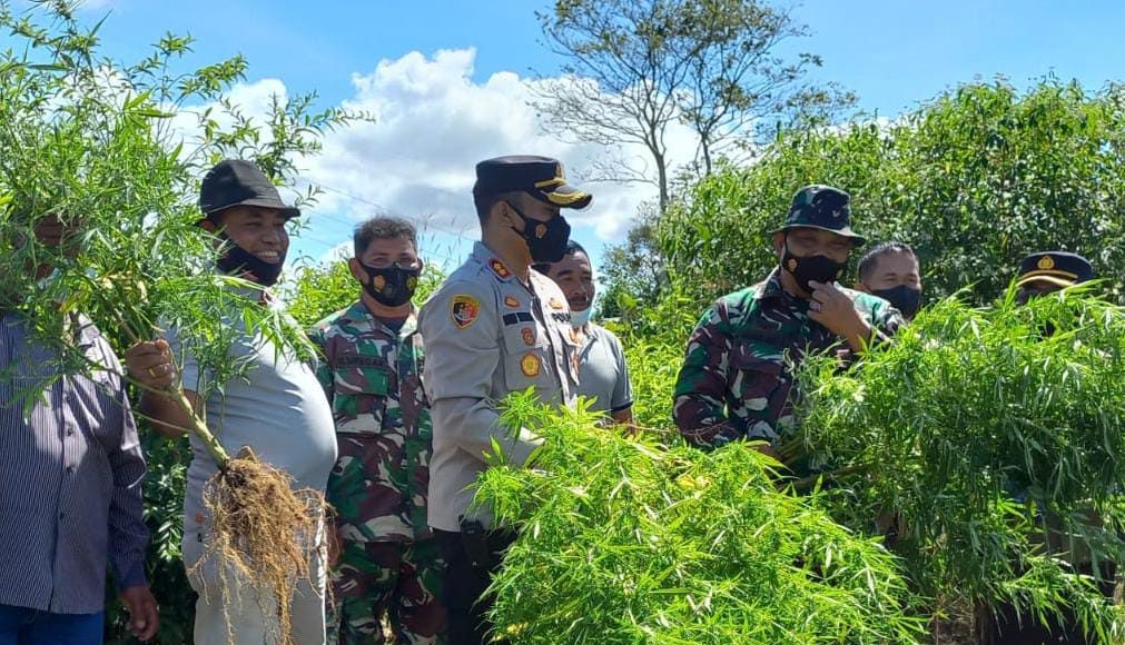 Danramil 02/TP Bersama Personel Polres Tanah Karo Ungkap Ladang Ganja di Tigapanah