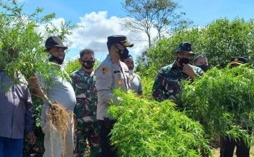 Danramil 02/TP Bersama Personel Polres Tanah Karo Ungkap Ladang Ganja di Tigapanah